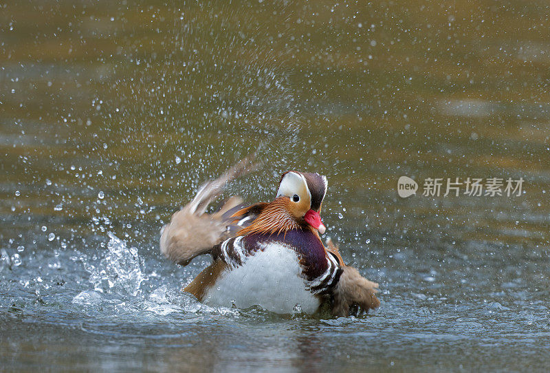 水花鸳鸯(Aix galericulata)